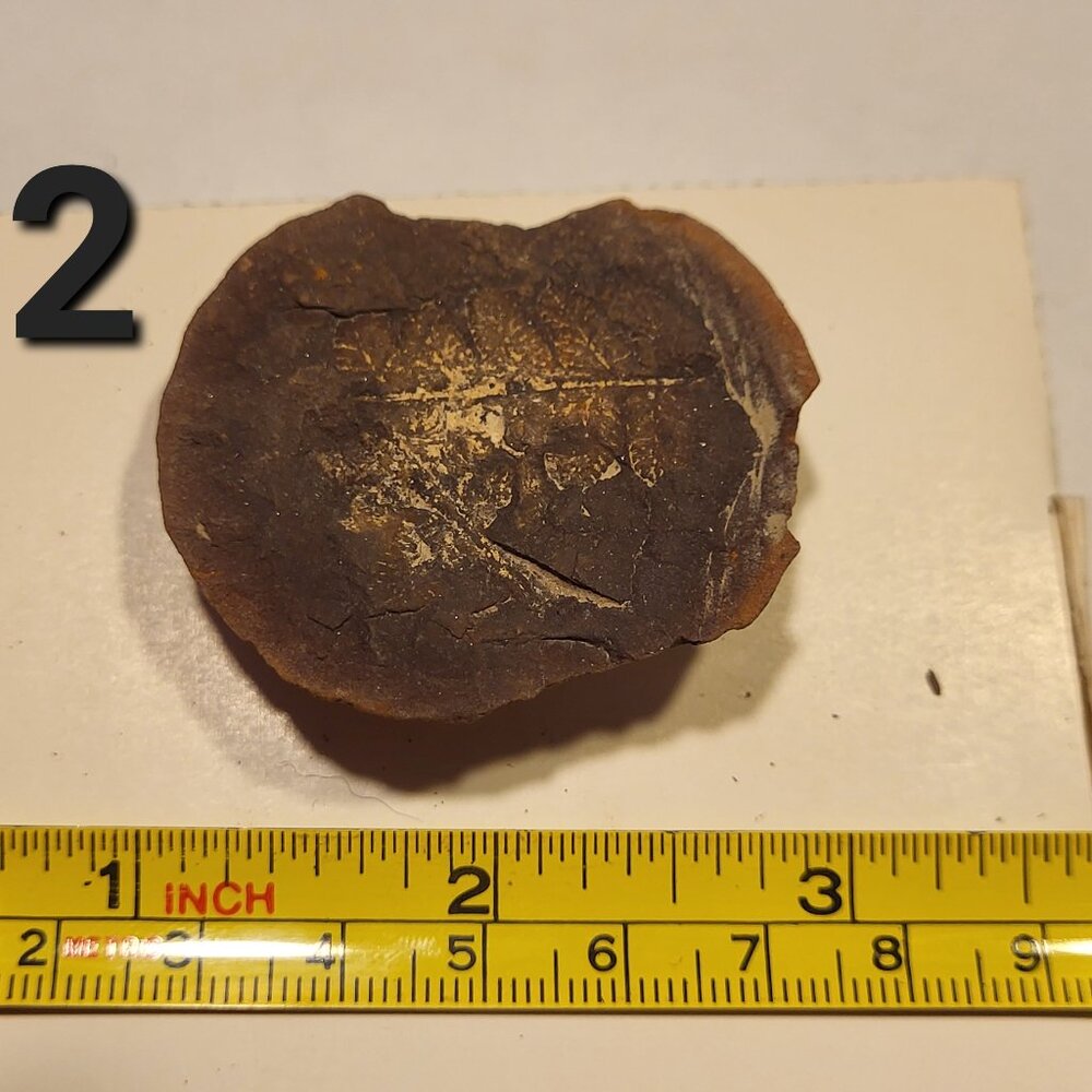 Old Indiana Fern Fossil